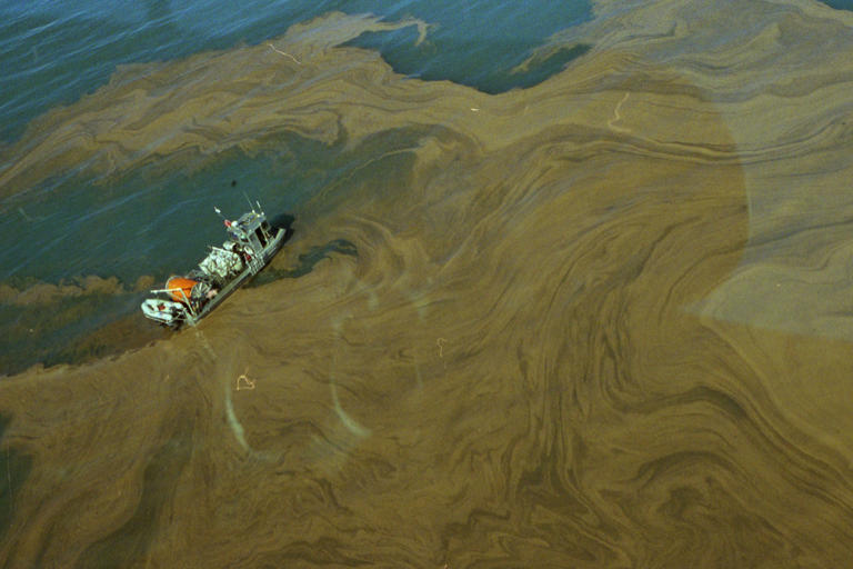 Great Salt Lake’s brine shrimp population booms, majorly impacting ...