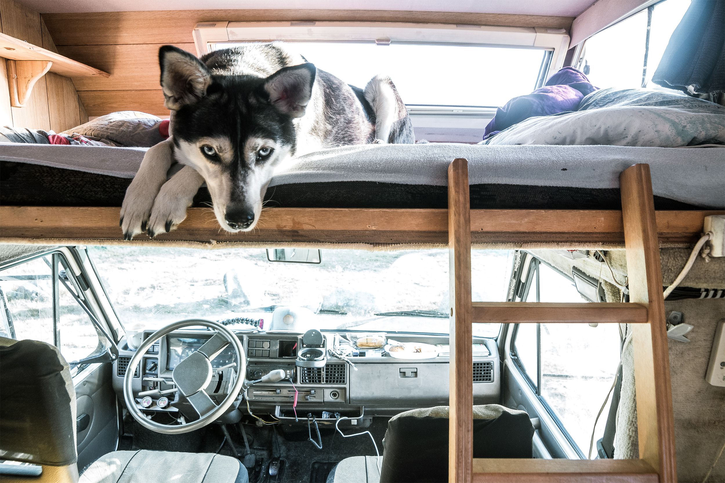 <p>RV camping is a family affair, and that includes the family pet. In addition to the 90% of owners who agree that RVs are the <a href="https://rvlife.com/modern-rvers/">best way to travel with kids</a>, more than half (54%) <a href="https://www.thewanderingrv.com/rv-industry-statistics-trends-facts/">bring their pets along</a> with them on RV vacations.  </p>
