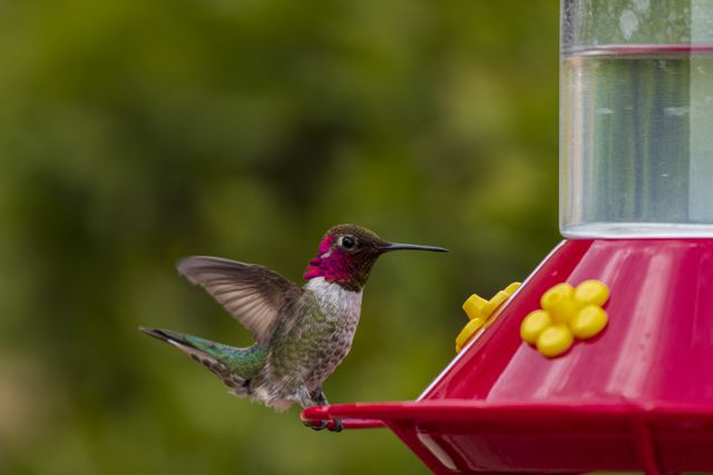 the best time to put out your hummingbird feeders, according to experts