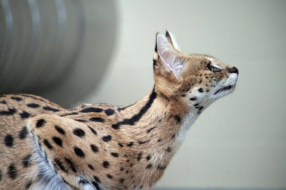 <p>Servals require a permit to own and are not common pets due to their wild nature and specific care requirements. They are large African cats that need a lot of space and a diet that mirrors what they would eat in the wild.</p>