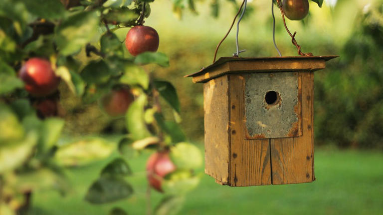 Choose The Best Type Of Birdhouse For Your Yard With These Helpful Tips