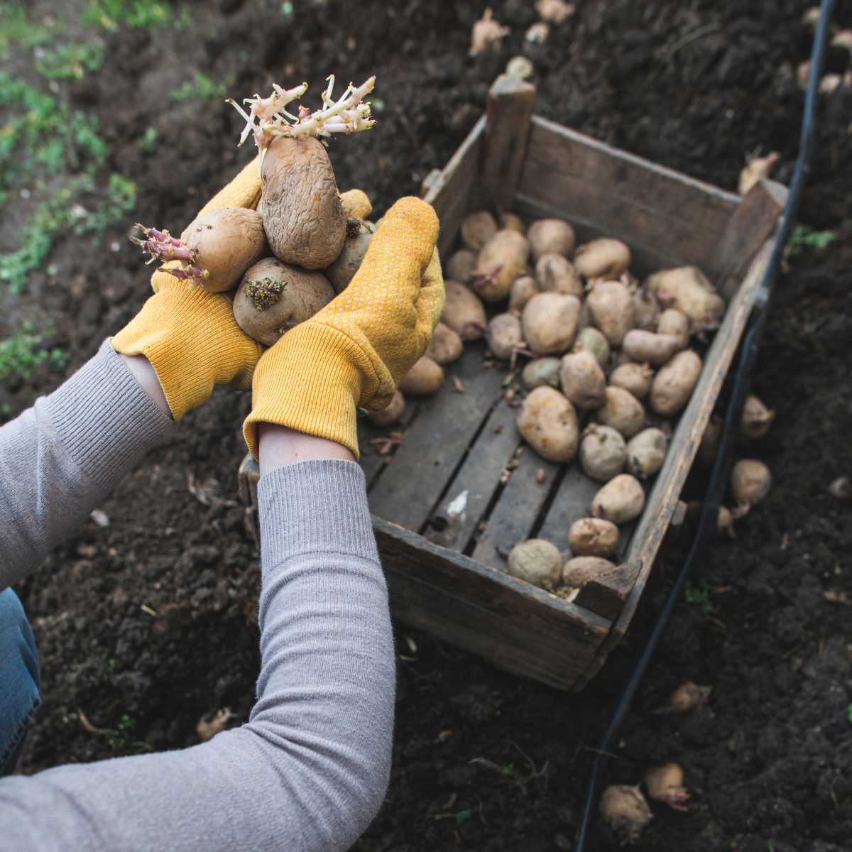 How to Prepare Seed Potatoes for Planting to Prevent Spoilage & Rot