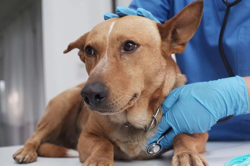 mystery dog disease sweeping the us - the latest on the illness, states, and symptoms