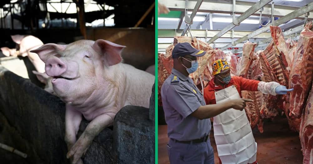 african swine fever breaks out in western cape, george pork farmers t deal with devastating disease that has sa worried