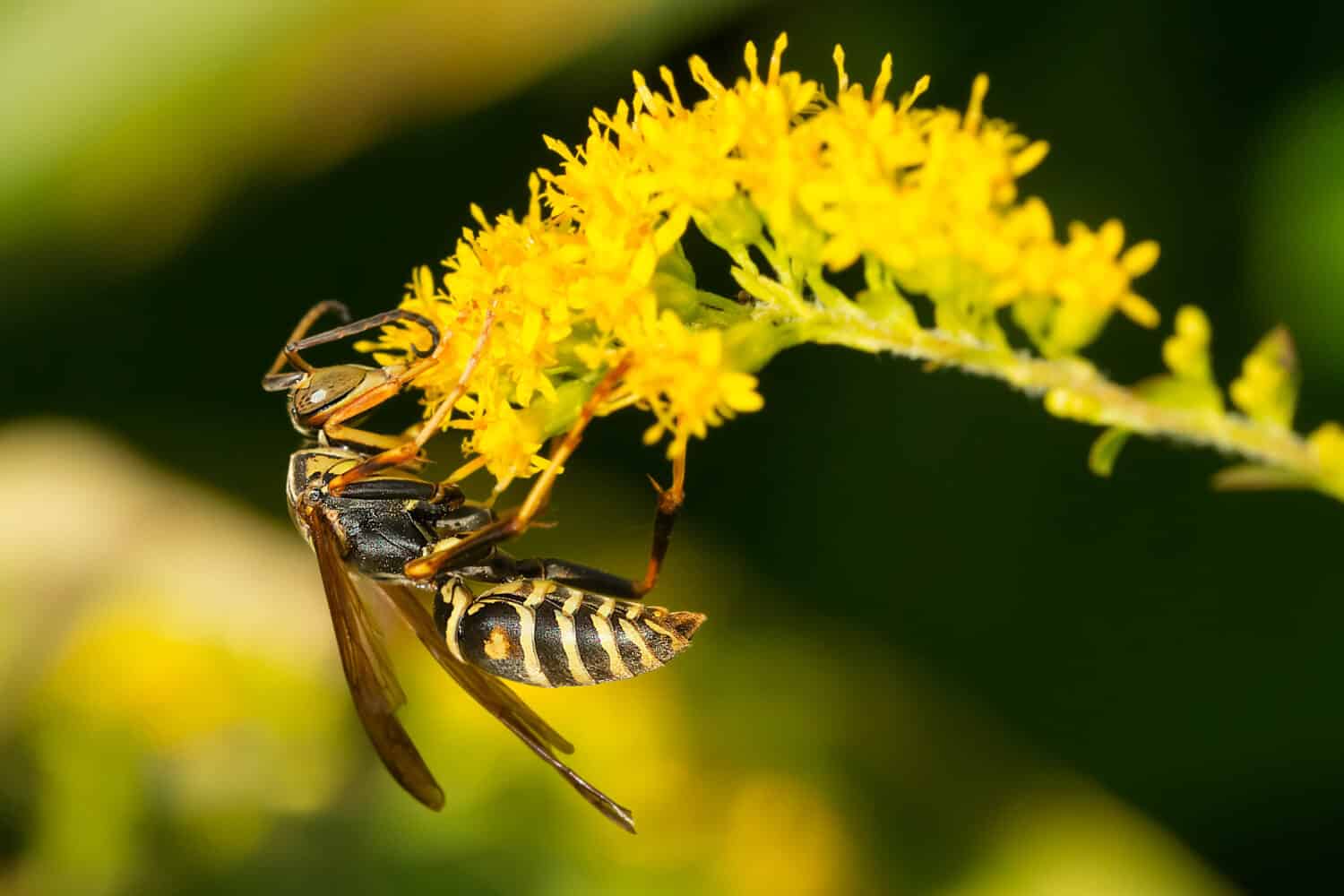 These Are The Smells that Attract Wasps!