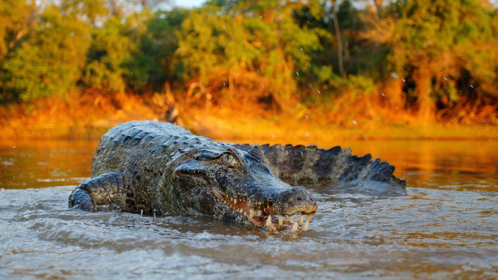 <p>It will come as no surprise that crocodilians, including crocodiles, alligators, and caimans, cannot be kept as pets in the U.S. These powerful creatures can be incredibly dangerous and have caused the deaths of<a href="https://a-z-animals.com/blog/crocodile-attacks-how-common-are-they/"> thousands of humans</a>.</p>