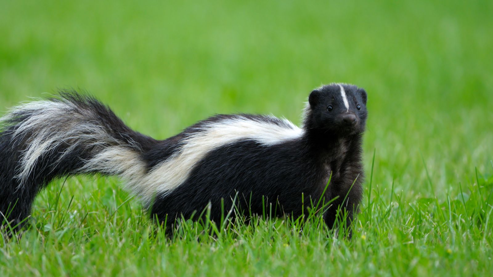 <p>Despite their unpleasant odor, the adorable charm of skunks leads many Americans to consider keeping them as pets. However, according to<a href="https://www.thesprucepets.com/skunks-as-pets-1237314#:~:text=Currently%2C%20you%20can%20legally%20own,West%20Virginia%2C%20Wisconsin%20and%20Wyoming."> The Spruce Pets</a>, several states prohibit the keeping of skunks because they are at risk of carrying rabies. They also have many specialized needs that can be difficult to meet in a domestic setting.</p>