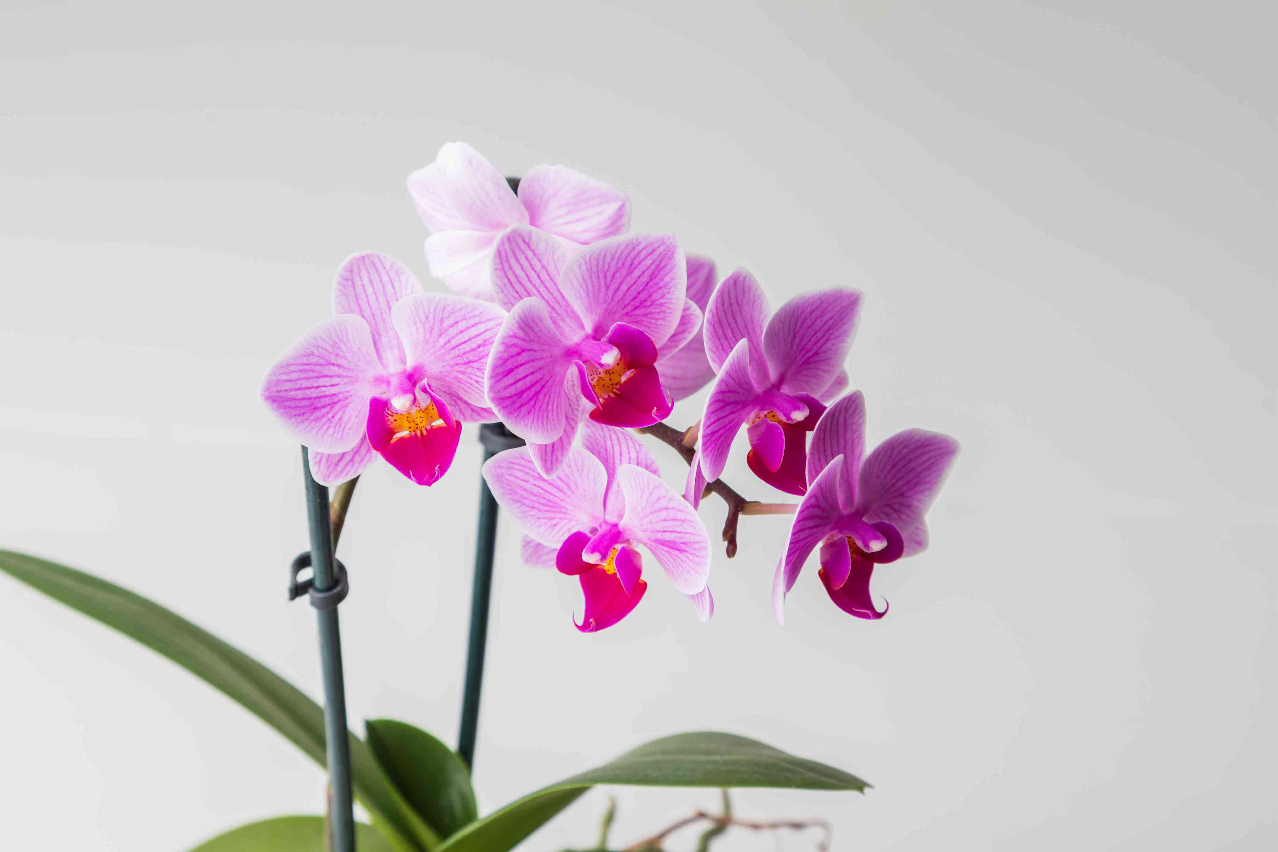 How Long Do Orchids Live? How to Maximize Their Lifespan
