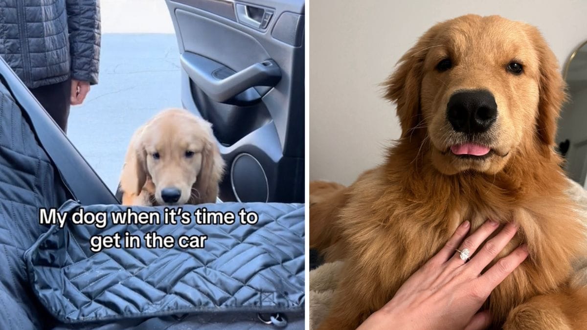 video: quando deve salire in macchina, questo cane finge di non poter saltare. un video dimostra il contrario