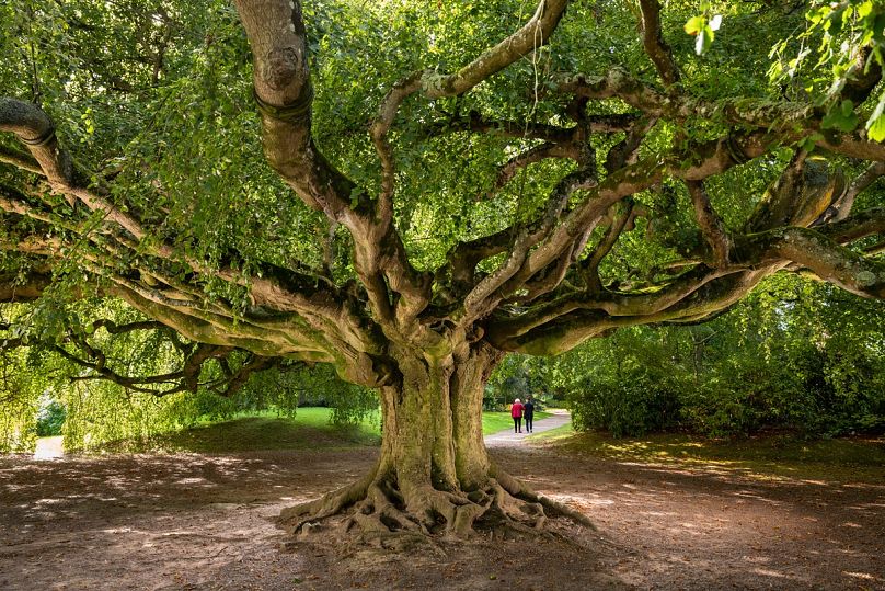 a 4000-year-old olive and a weeping beech: the 2024 finalists for european tree of the year revealed