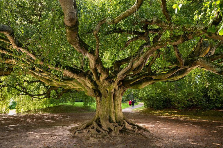 A 4000yearold olive and a weeping beech The 2024 finalists for