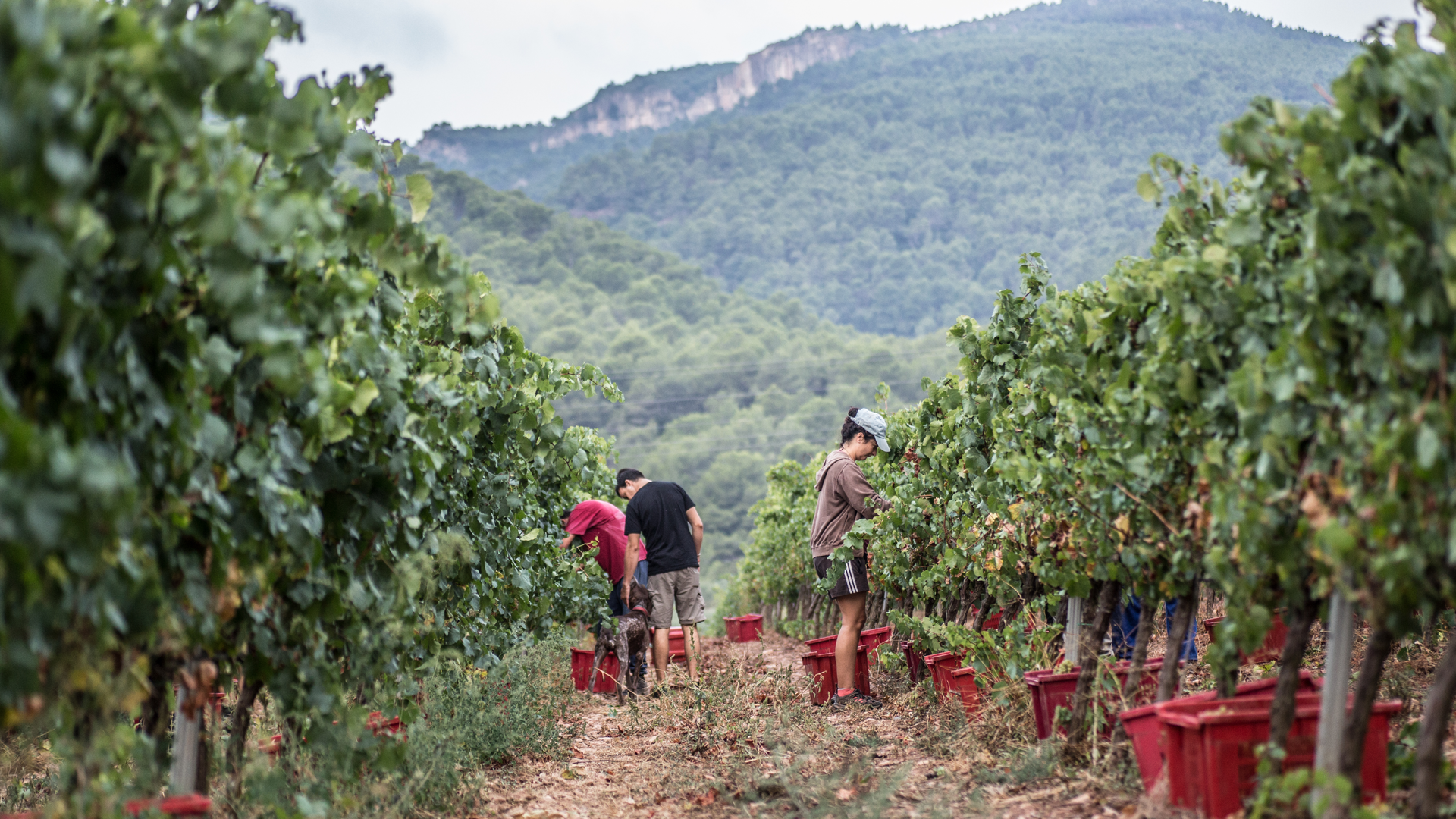el vino de la semana: julieta 2022 de josep foraster