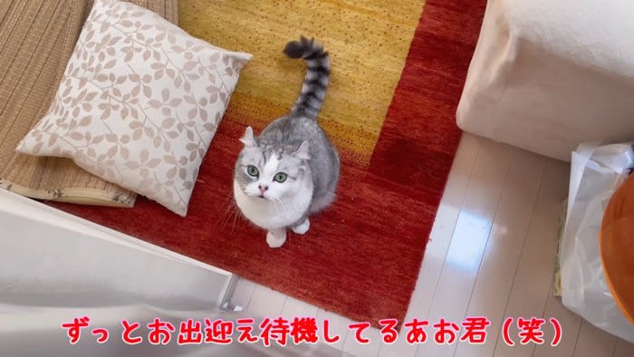 『こっちに来てニャ～』キッチンにいるママを呼ぶ猫ちゃんが可愛すぎる
