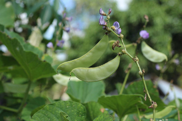 Hyacinth Bean image