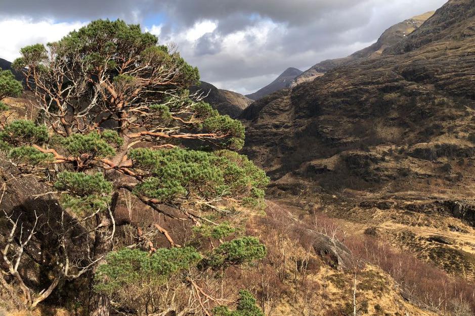 the search for scotland's lost ice age pine woods