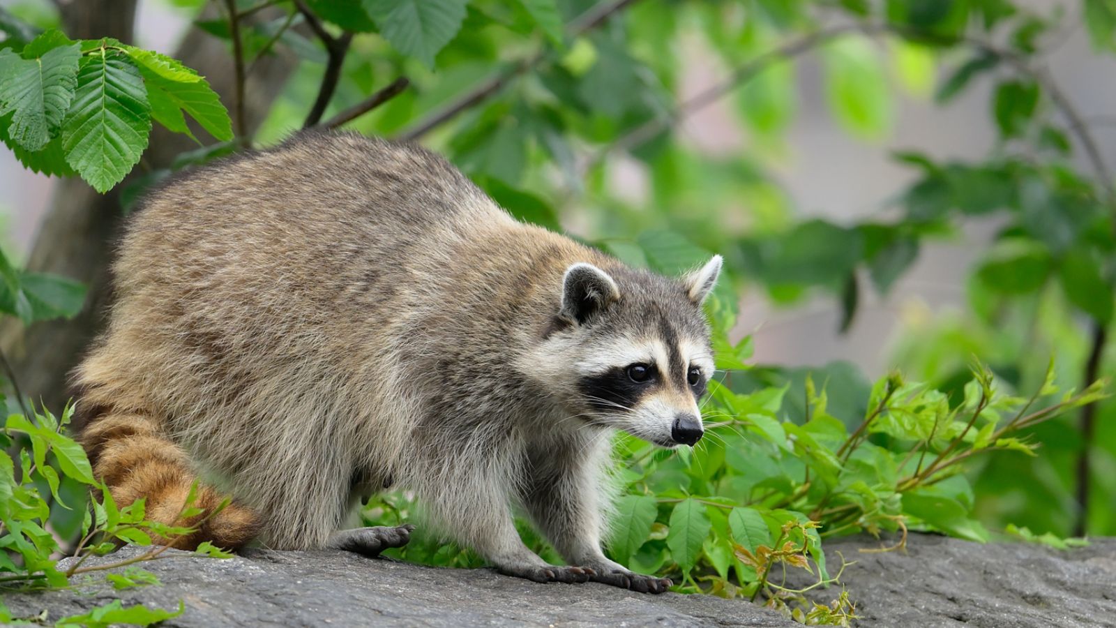 <p>Raccoons are small, furry, and cute, so it’s understandable that some people want to keep them as pets. However, their ownership is illegal in several states. Despite their adorable appearance, raccoons can be aggressive and carry dangerous diseases.</p>
