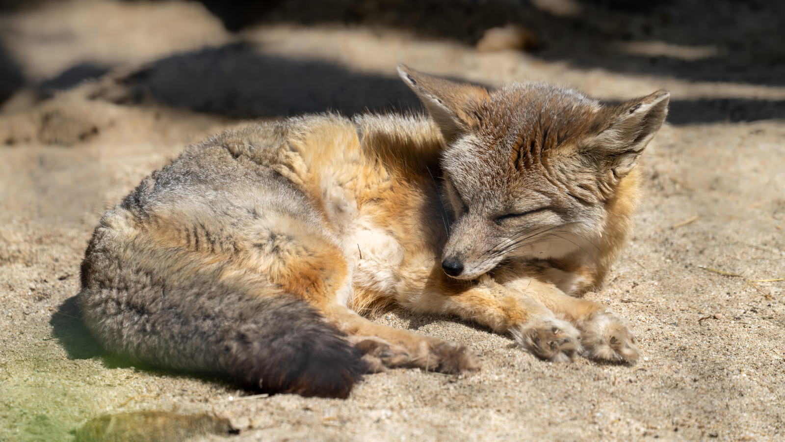 <p>Alongside dingoes and wolves, there are numerous other wild canines that cannot easily be kept as pets in the U.S. For example, foxes have specialized dietary and environmental needs that are very challenging to meet for most people.</p>