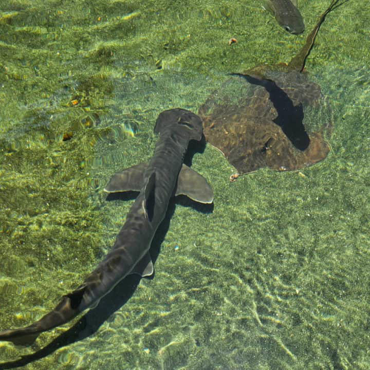 Alabama Aquarium at the Dauphin Island Sea Lab