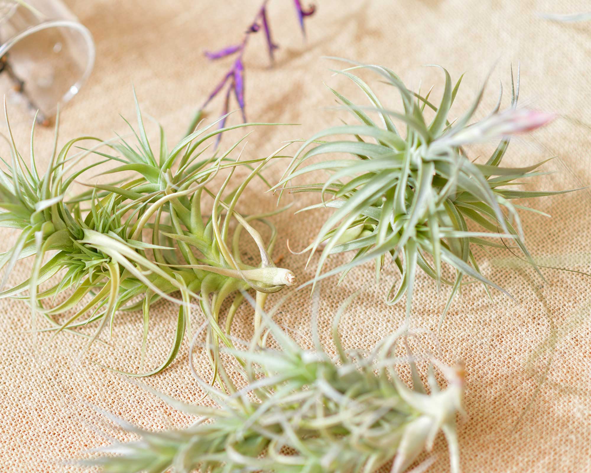 how to, amazon, how to care for an air plant — 6 expert-approved tips to help them thrive indoors