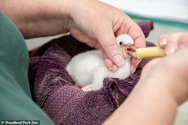 heartwarming moment flight attendant who helped save six rare flamingo eggs meets baby chicks at seattle zoo