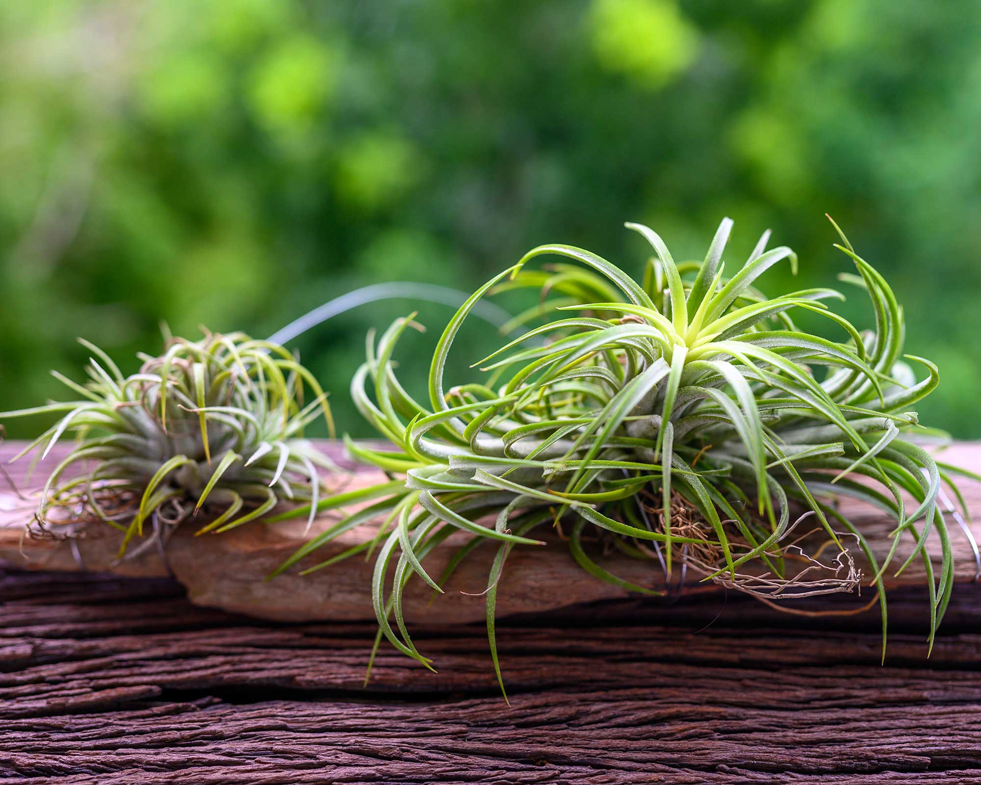 how to, amazon, how to care for an air plant — 6 expert-approved tips to help them thrive indoors
