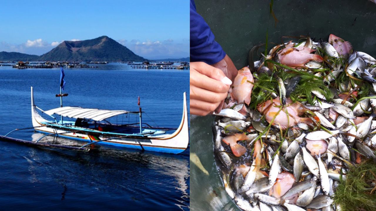 ‘tawilis’ annual fishing ban in taal lake to start march