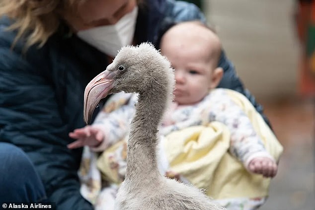 heartwarming moment flight attendant who helped save six rare flamingo eggs meets baby chicks at seattle zoo