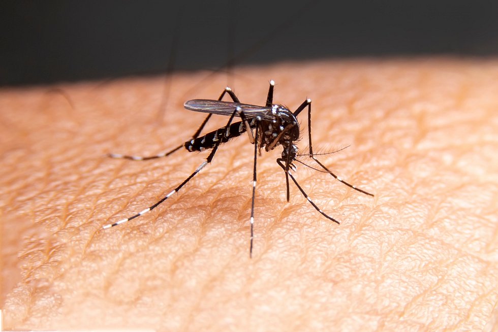 vir od komárů mohli lidem v čr zaměnit za klíšťovou encefalitidu, říká viroložka