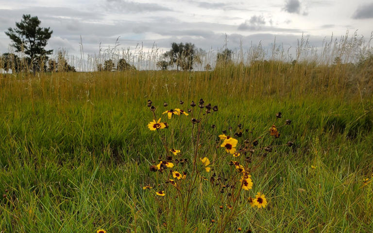 Golf courses can be ecofriendly, scientists say, as wildflower project