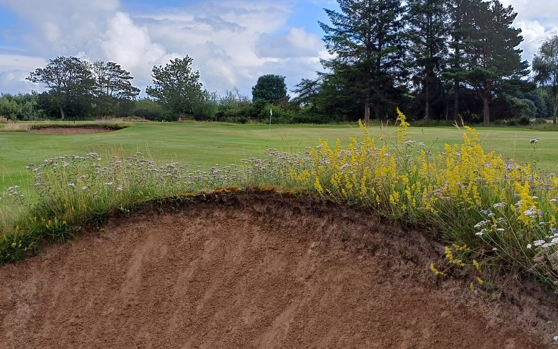 Golf courses can be ecofriendly, scientists say, as wildflower project