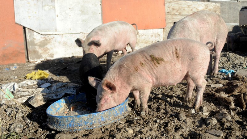 western cape agriculture department confirms african swine flu outbreak in pigs in george