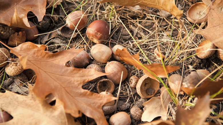 what you should do with those fallen acorns in your yard