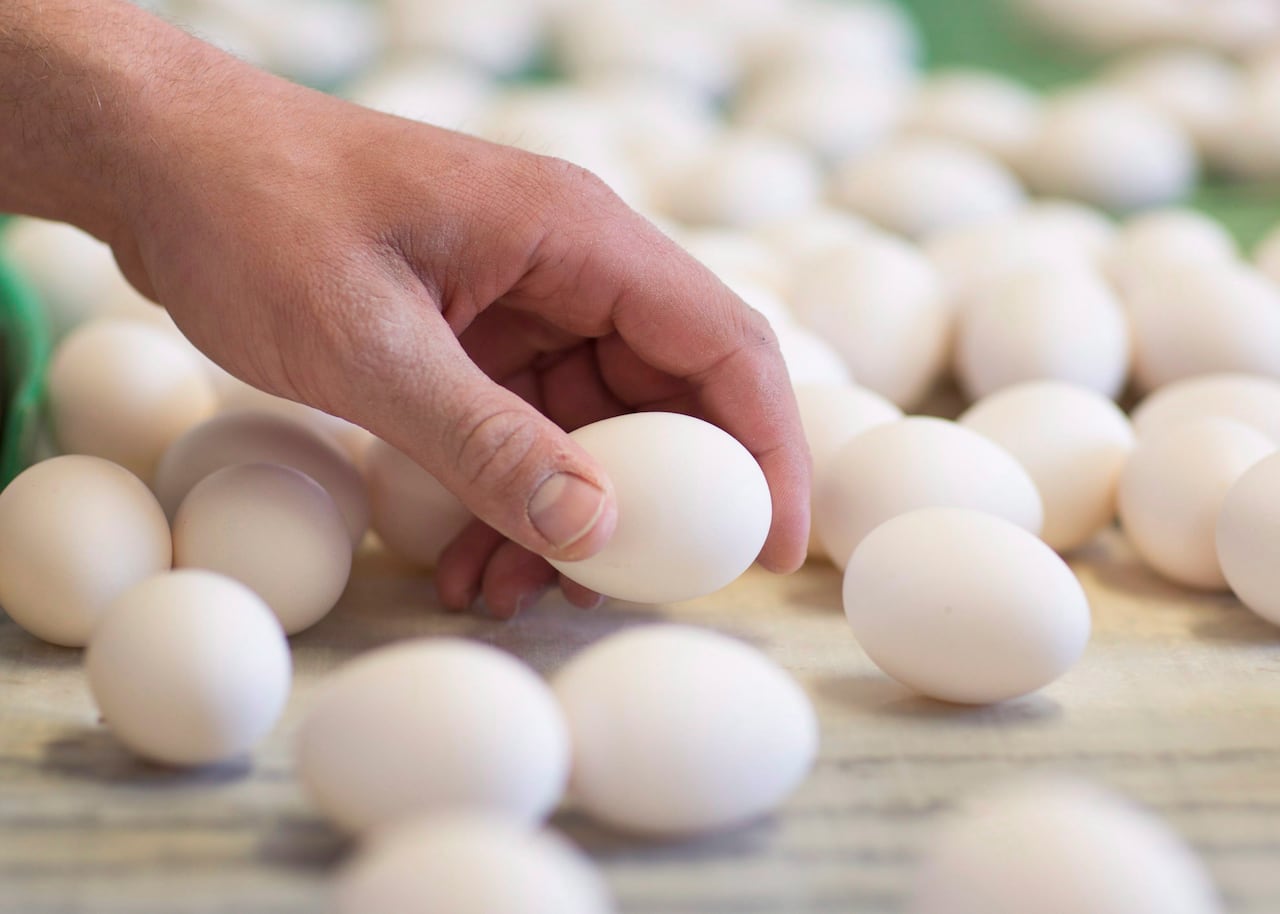certain eggs recalled in saskatchewan due to salmonella