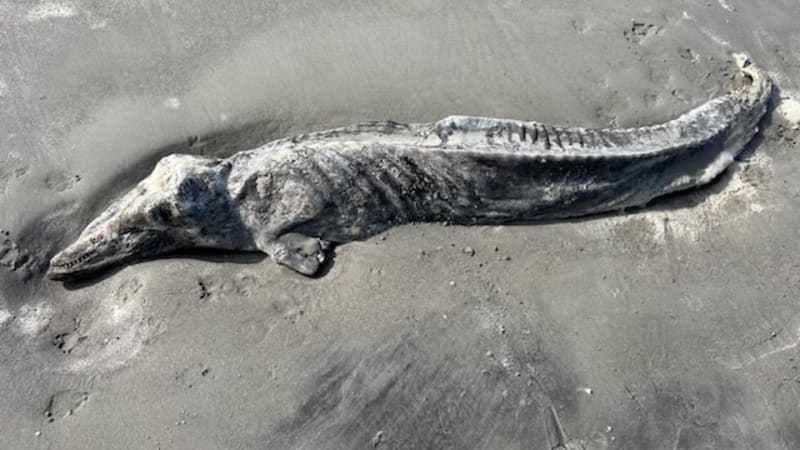 monstrum z oceánu vyděsilo lidi na pláži. tvor s trčícími kostmi překvapil i experty