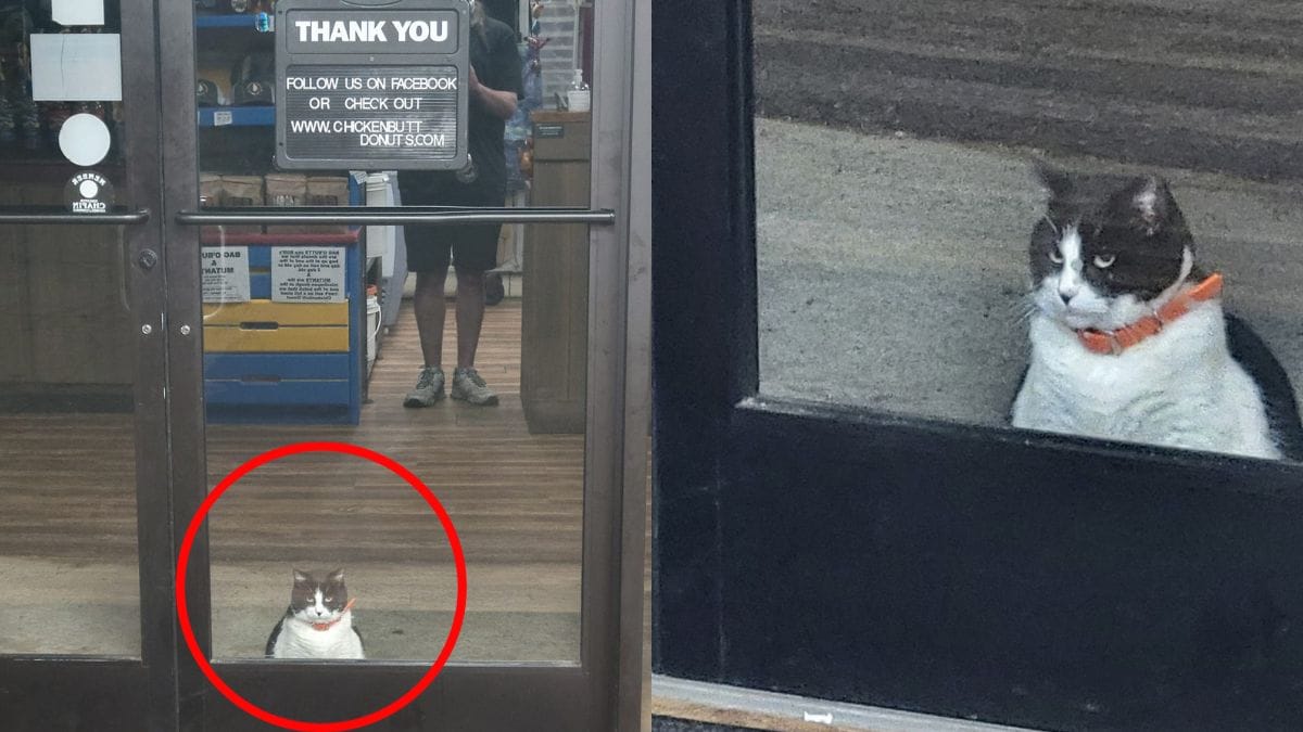 cada mañana, este gato es el primer cliente del restaurante: todo el mundo sabe lo que está esperando