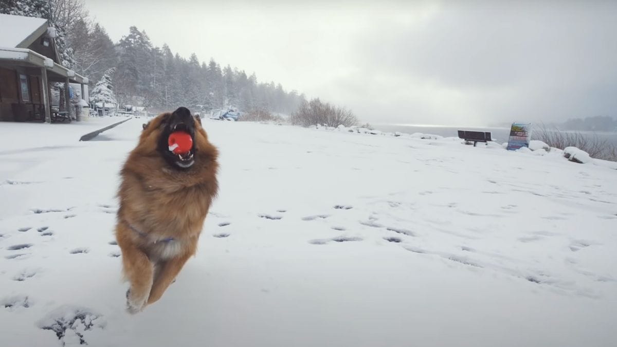 duitse herder die zijn leven lang aan een ketting zat ziet voor 't eerst sneeuw: pure vreugde! (video)