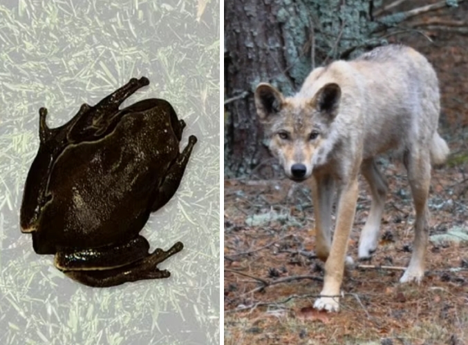 ‘검은 청개구리’부터 ‘암세포 죽이는 늑대’까지…방사능 오염된 체르노빌에 사는 동물들[핵잼 사이언스]