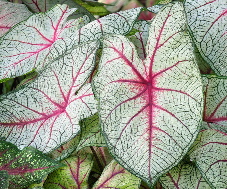 When and how to plant caladium bulbs – the experts share their tips on ...