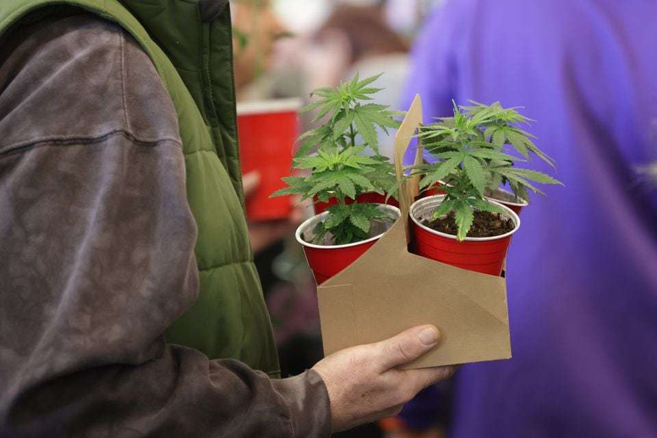 cleveland’s green scene: cannabis enthusiasts flock to first-ever farmer’s market
