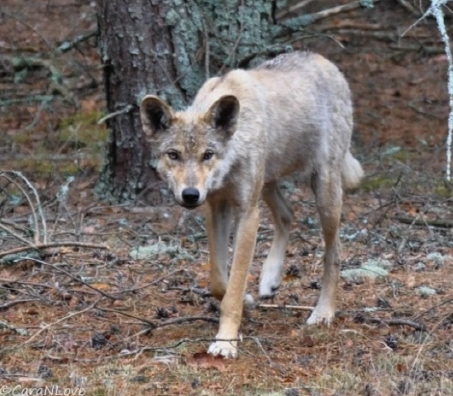 ‘검은 청개구리’부터 ‘암세포 죽이는 늑대’까지…방사능 오염된 체르노빌에 사는 동물들[핵잼 사이언스]