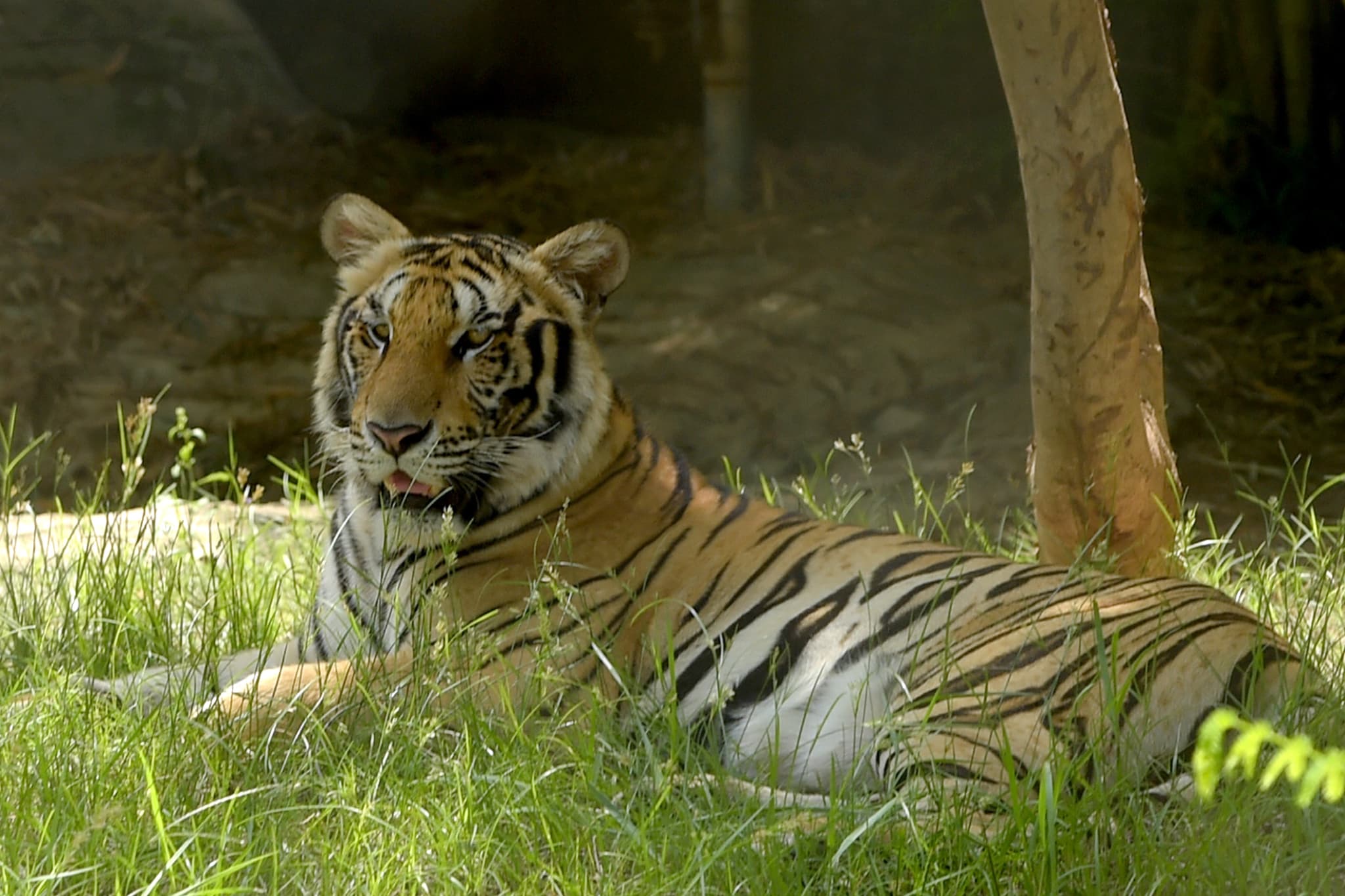 le cambodge veut importer quatre tigres d'inde pour les réintroduire dans la nature