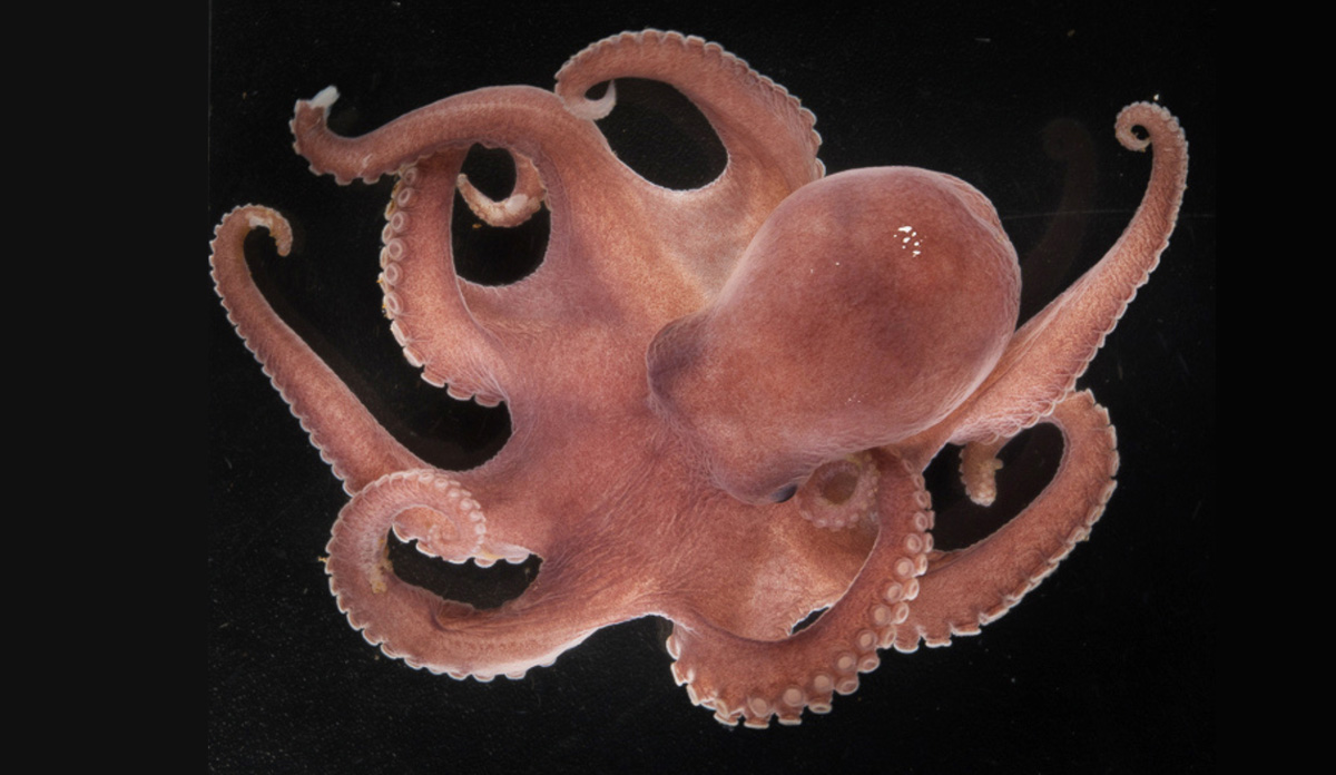 ny blekksprut identifisert i barentshavet