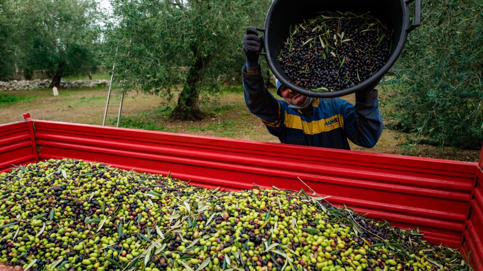 how to, how to know if the olive oil you’re buying is actually good for you