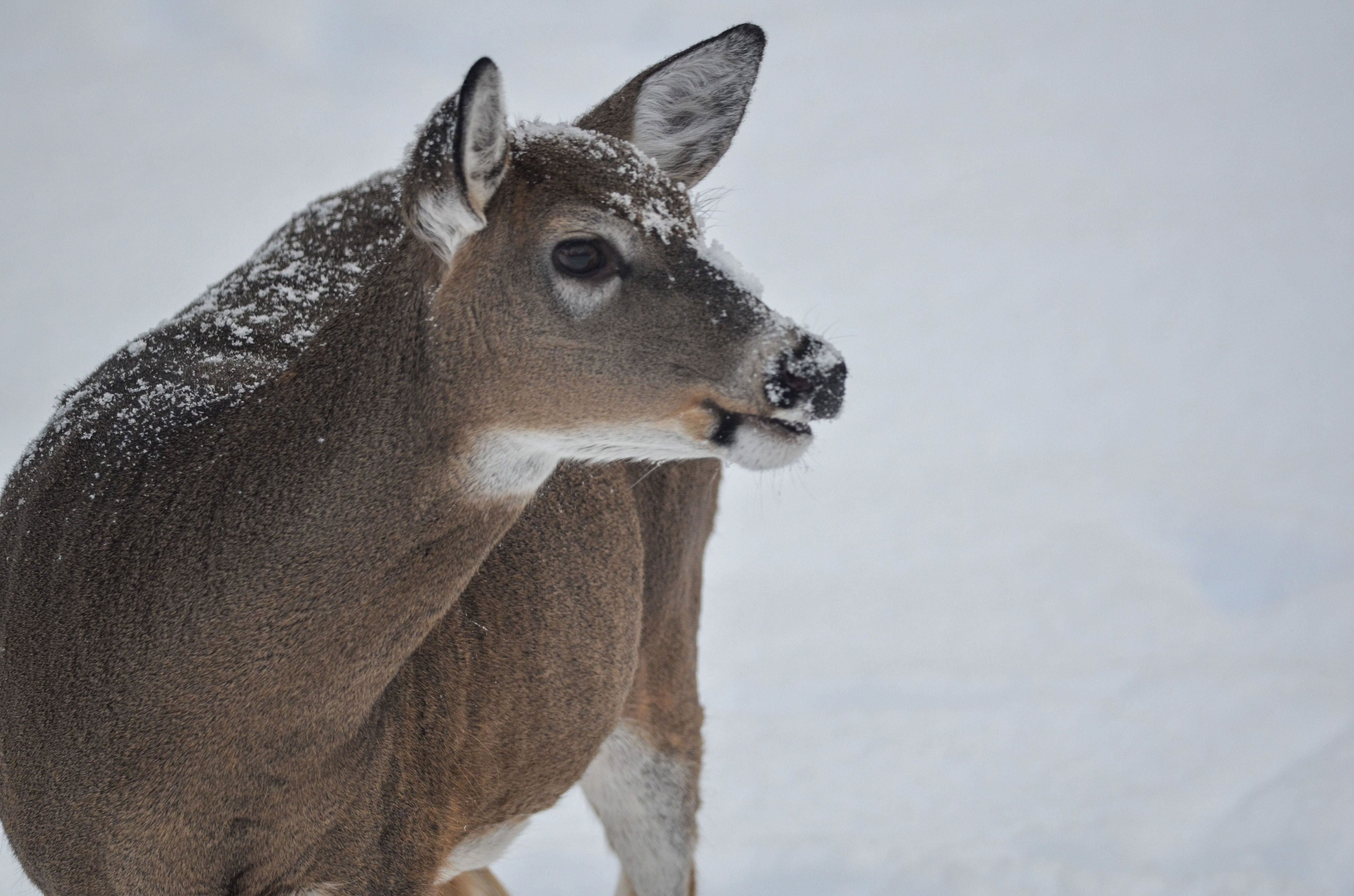 lake county park temporarily closing for deer culling