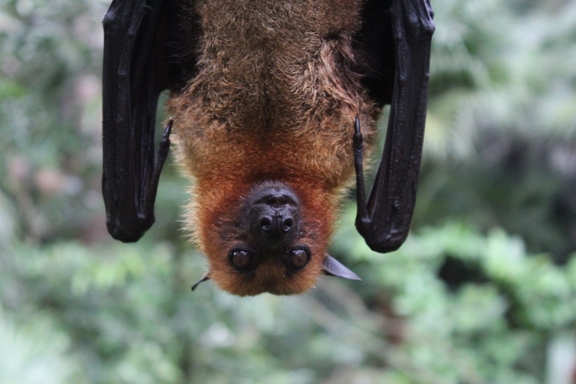 Nature rules The largest animals in the world