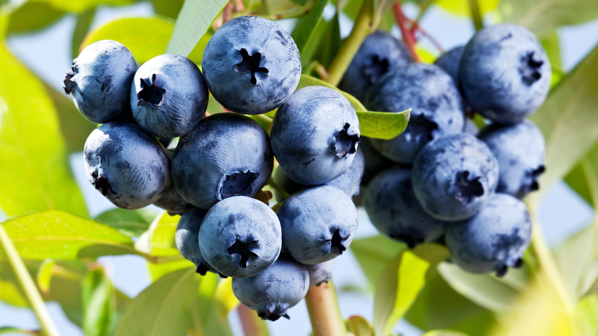 why are blueberries blue?
