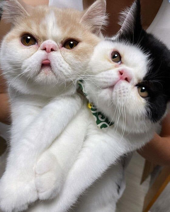 猫パンチされた猫、いかにも「くらった」表情に爆笑！ 姉弟猫の“小競り合い”が「かわいすぎる」と話題に