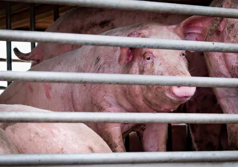 another african swine fever (asf) outbreak in the western cape