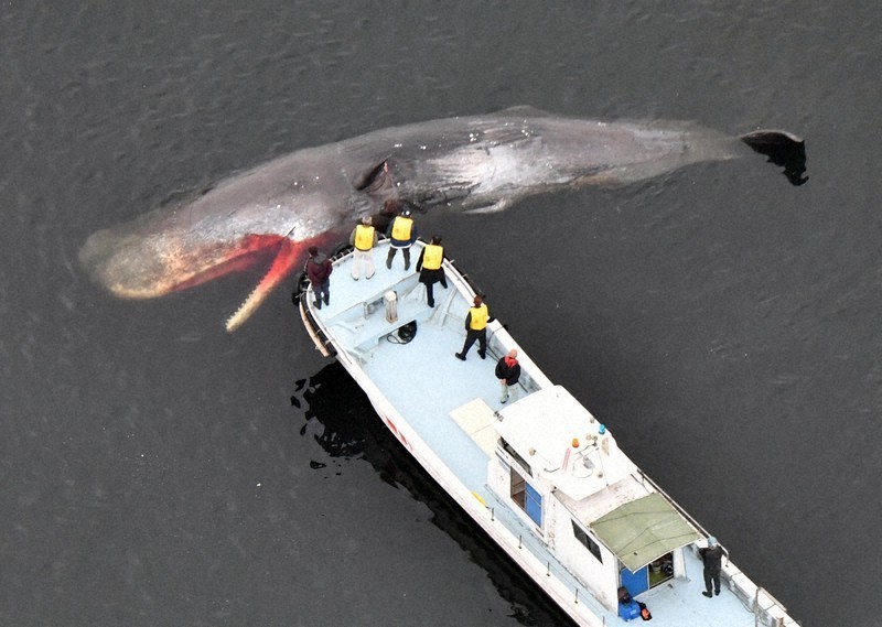 stray whale seen near osaka pref. port since january dies