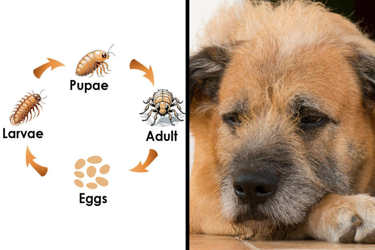 What Do Flea Eggs on Dogs Look Like and How to Get Rid of Them